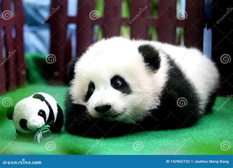 Baby Panda Born In Malaysia Zoo Stock Photo Image Of Lumpur