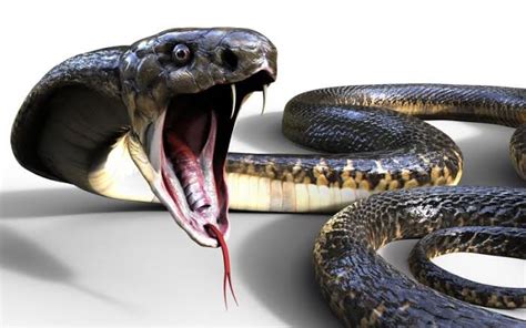 arti mimpi digigit ular metro sriwijaya