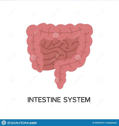 Human Internal Organs Cartoon Anatomy Body Part Intestinal System