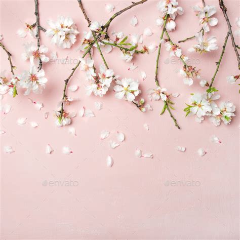 Spring Almond Blossom Flowers Over Light Pink Background Square Crop