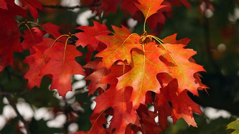 Download Wallpaper 3840x2160 Leaves Autumn Red October