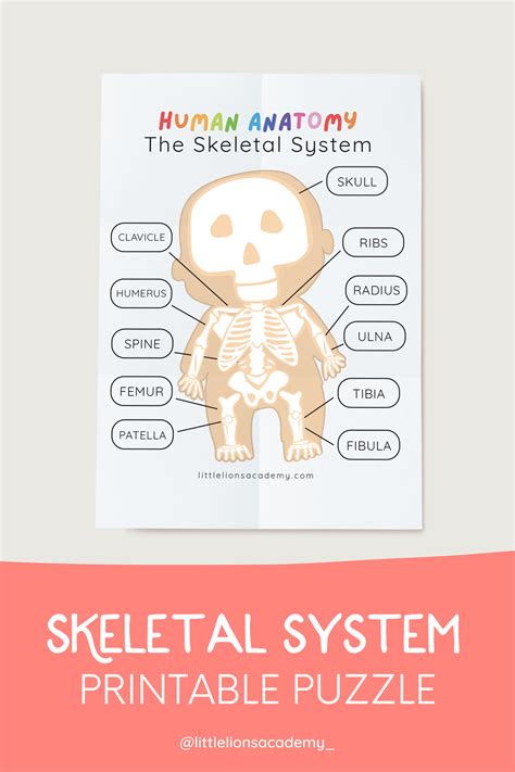 Skeletal System Puzzle Human Anatomy Activity Homeschool Etsy Canada