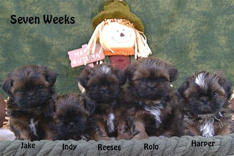 We all know that a shitzu puppy is a very active dog and it burns its calories quite so fast. Shih Tzu puppies for sale in Indiana. Breeder of Shih Tzu Puppies | Shih tzu puppy, Puppies for ...