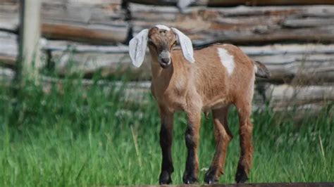 What Are Newborn Goats Called Information And Facts Farm And Chill