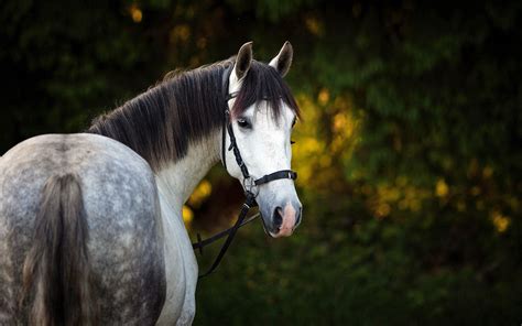 Horse Desktop Wallpaper 62 Pictures