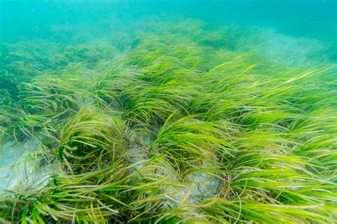 The Tragedy Of The Seagrass Commons Fishing News