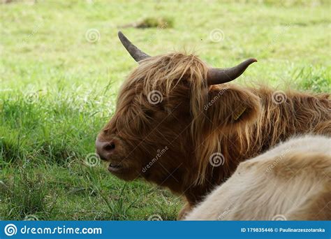 Scottish Highland Cow Portrait Stock Photo Image Of Sony Hairy