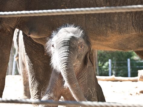 Cute Overload Exclusive Photos Of Houston Zoos New Baby Elephant