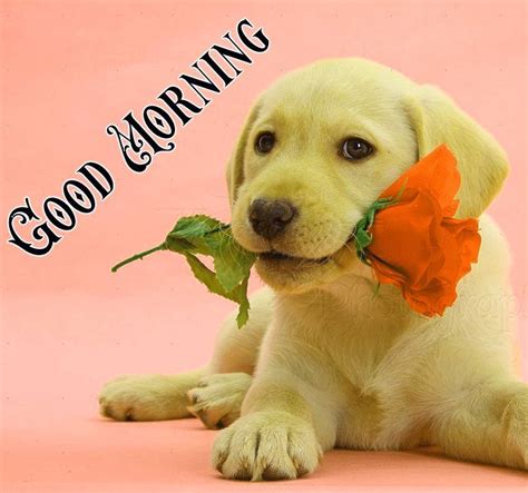Good Morning Puppy Good Morning Puppy Good Morning Animals Good