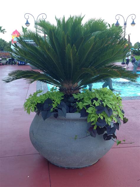 Big Plant Urn Perfect For An Outside Patio And Pool