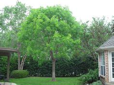 Maple valley homes for sale. Japanese Maple - Bloodgood - Japanese Maple Tree | Japanese maple tree, Maple tree seeds ...