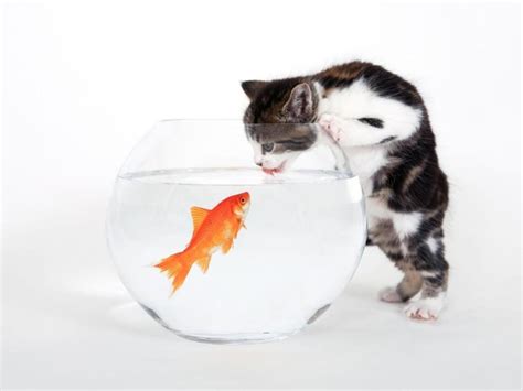 The Cat And The Goldfish Goldfish Bowl And A Cat Having A Drink