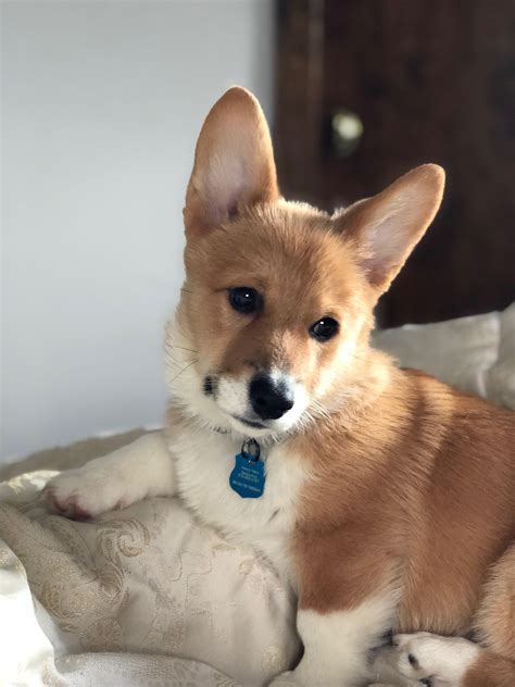 Corgipuppies with normal family records, and above 95% blood purity are offered form around. How Much Do Corgi Puppies Cost In Australia
