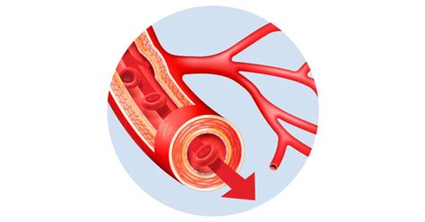 What Are Blood Vessels Blood Vessel Facts Dk Find Out