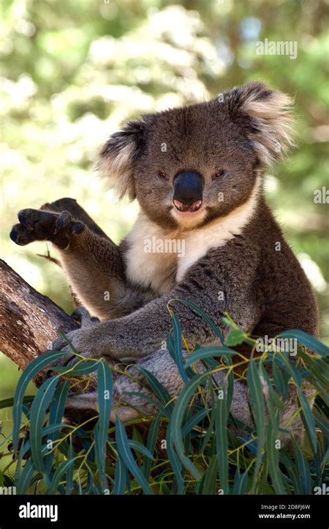 Benni The Male Koala Gives Me A Wave As I Point My Camera At Him At