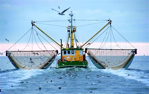 Visão Pesca Descontrolada Como O Peixe Se Tornou Uma Vítima Da