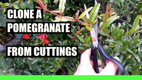 Clone Any Pomegranate Tree From Cuttings 100 Success Grow Endless