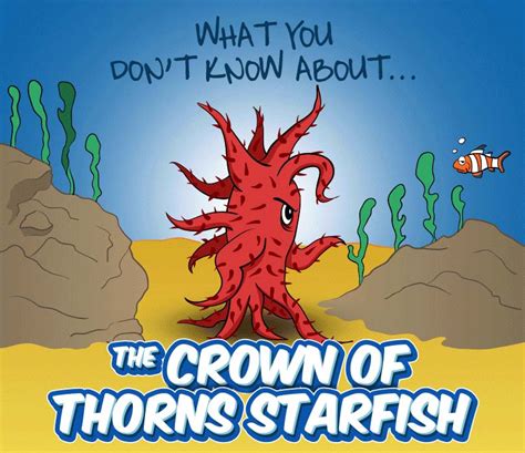 The Crown Of Thorns Starfish Outbreak Infographic