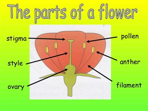 Most flowers have both male and female reproductive organs. Main parts of the flower