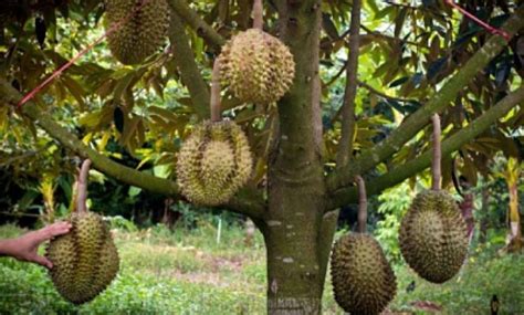 Assalamualaikum w.r.wb sobat kebun semuapada video kali ini saya mau mengajak anda untuk melihat lihat keadaan buah durian musang king 2021,langsung saja. Cara Menanam Benih Durian Musang King Yang Betul