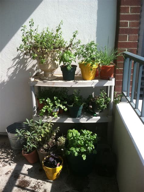 Thrifty Dc Cook Update On Our Balcony Herb Garden
