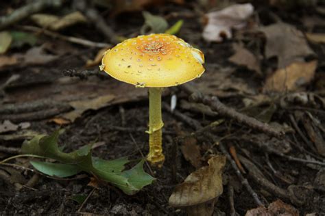 Mushrooms In Michigan