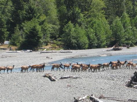 A Herd Of Elk Cross The Hoh River On The Western Side Of The Olympic