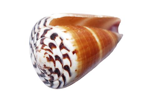 Free Photo Seashell Shells Sea White Beach Free