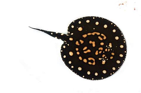 Freshwater Stingray Stock Photos Pictures And Royalty Free Images Istock
