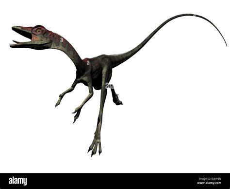 Compsognathus Dinosaurier In Weißem Hintergrund 3d Render