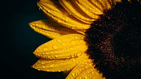 86 top sunflower computer wallpapers , carefully selected images for you that start with s letter. Sunflower 4K Wallpaper, Black background, Rain droplets ...