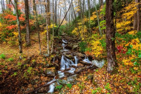 Parks Usa Autumn Forests Stream Trees Great Smoky Mountains