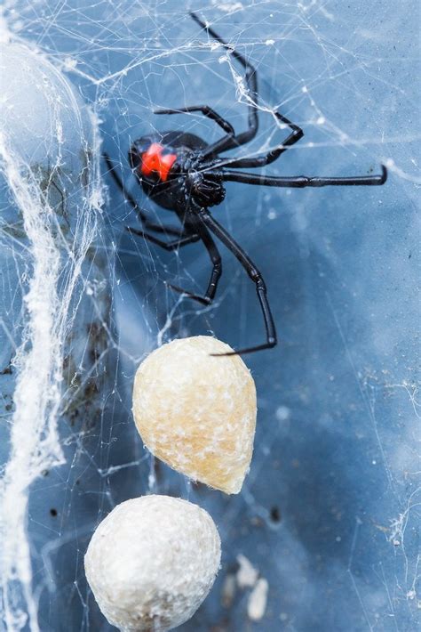 Black Widow Protecting Her Egg Sacs Rspiders
