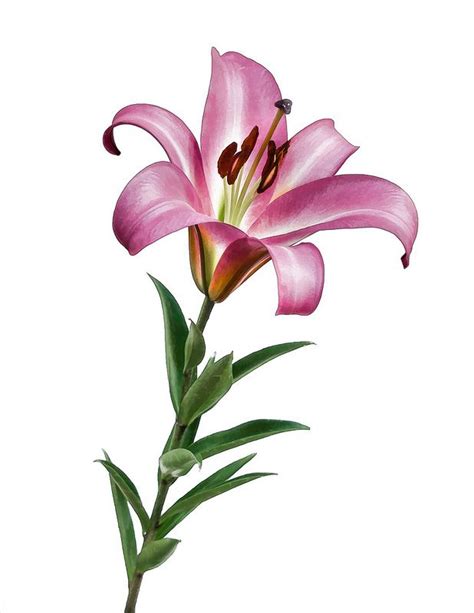 07 27 Stargazer Lily Orchid Drawing Lilies Drawing Flower Drawing