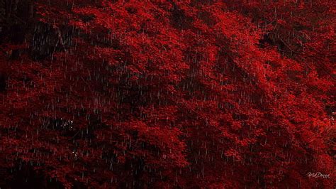 1920x1080px Free Download Hd Wallpaper Fall Rain On Red Maple