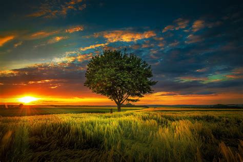 Download Cloud Sunbeam Field Summer Tree Lonely Tree Nature Sunset Hd