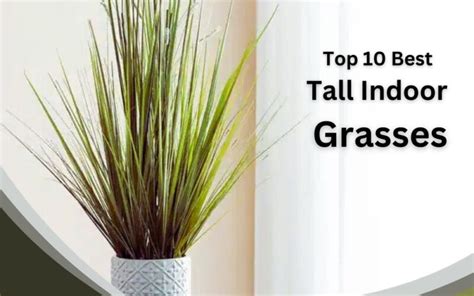 10 Best Tall Indoor Grass Plants Inhouseplant Your Ultimate Guide