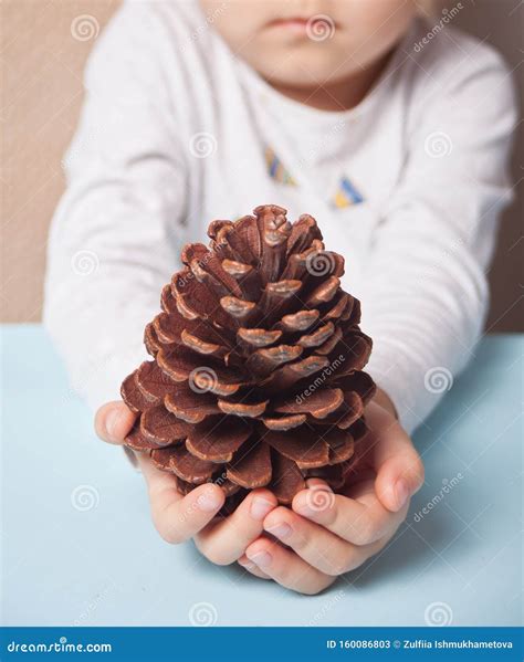 Child Holding A Christmas Decor Big Pine Cone In A Hands On The Blue
