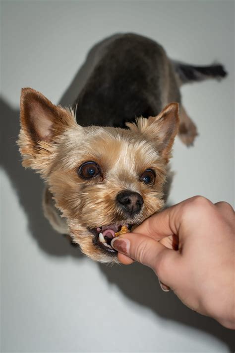 Check spelling or type a new query. 12 Healthy Human Foods Dogs Can Eat