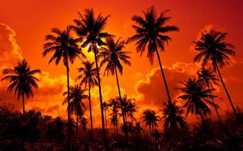 Coconut Palms Sand Beach Sunset Thailand Beautiful Nature