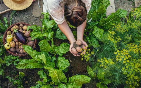 5 Benefícios De Se Cultivar Horta Em Casa Blog Viva O Seu Portal