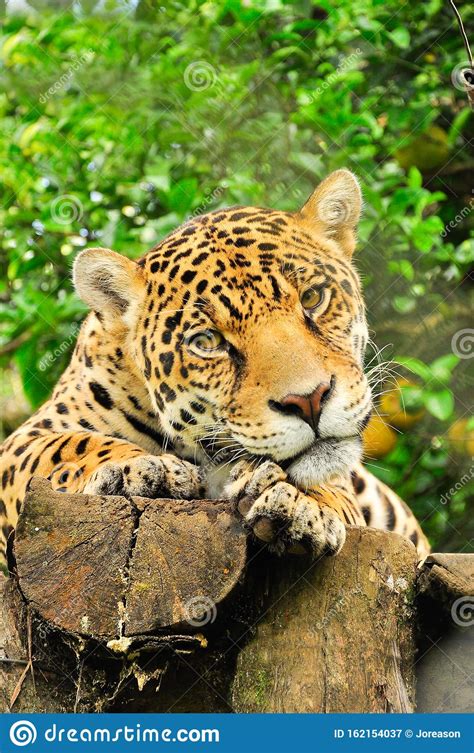 Adult Jaguar Stock Image Image Of Beautiful Dangerous 162154037
