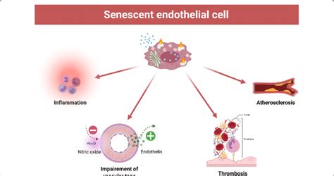 features of dysfunctional senescent endothelial cell accumulation of download scientific