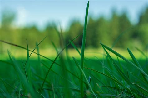 X Grass Green Lawn Meadow Nature K Wallpaper Coolwallpapers Me