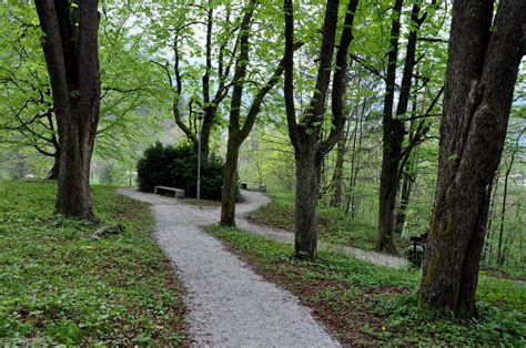 Sekvoje V Parku Rimskih Term Kraji Slovenija