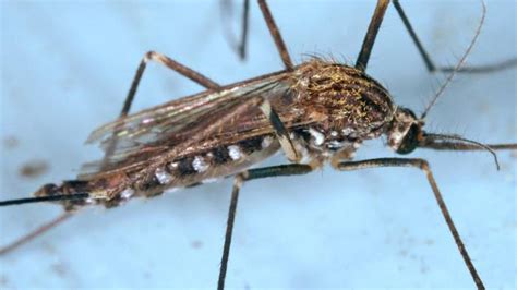 Giant Mosquito Swarm To Hit East Coast Fox News