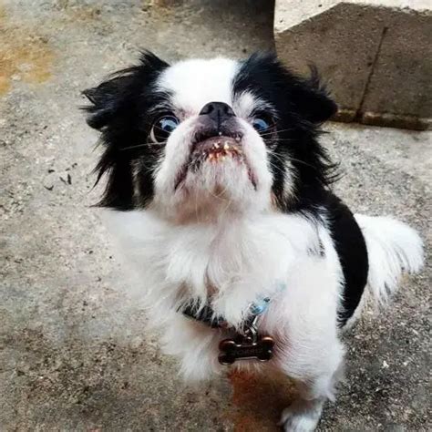 32 Japanese Chin Mix Breed Dogs Wowpooch