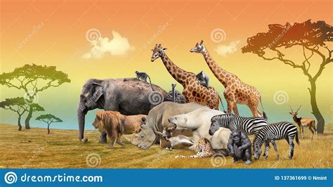 Wild Animals Collage Stock Illustrations 292 Wild
