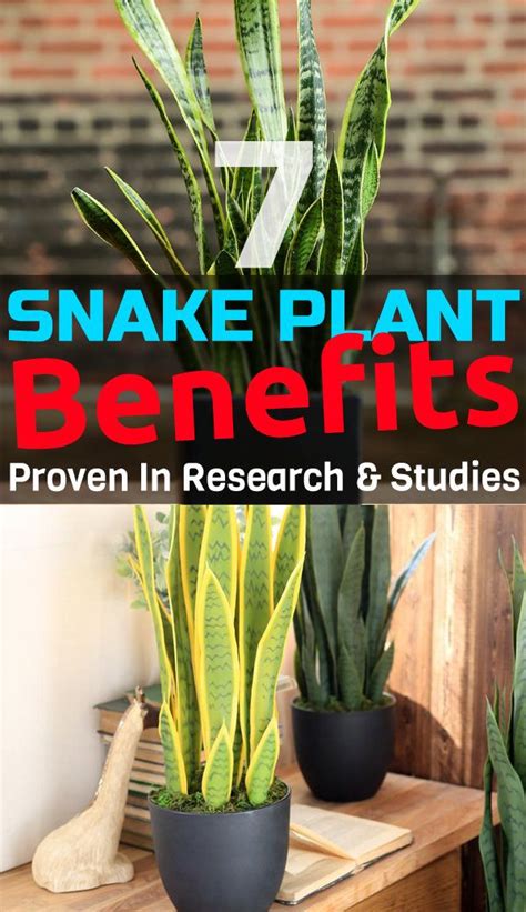 Bringing indoor plant to your home does not only give you health benefits but also give some artistic touch in your home. 7 Great Snake Plant Benefits Proven In Research & Studies ...