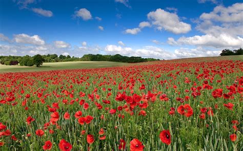 Free Download Red Poppy Field Wallpaper 1920x1080 Red Poppy Field